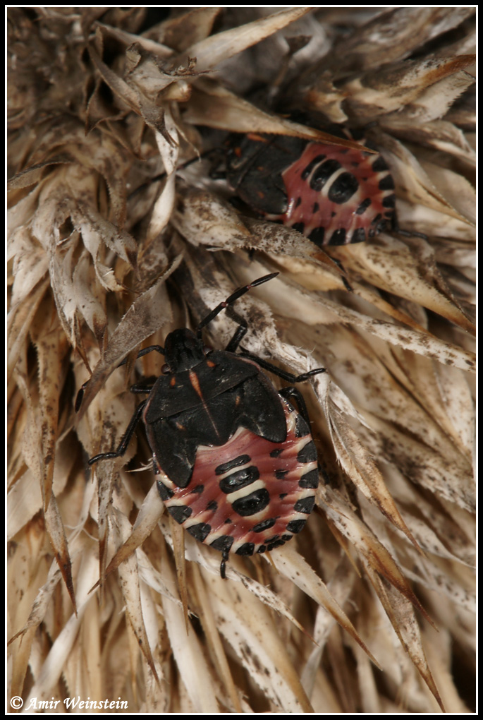 Heteroptera d''Israele - Pentatomidae: Codophila maculicollis